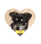 サンタ郎(犬)（個別スタンプ：1）