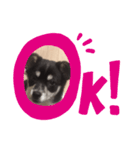 サンタ郎(犬)（個別スタンプ：4）