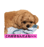ペキプーの俺！ほたて（個別スタンプ：2）