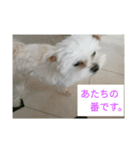 わんこ の つぶやき（個別スタンプ：1）