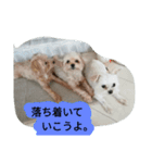 わんこ の つぶやき（個別スタンプ：3）