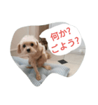 わんこ の つぶやき（個別スタンプ：5）