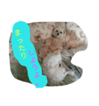 わんこ の つぶやき（個別スタンプ：6）