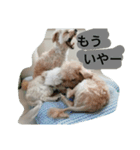 わんこ の つぶやき（個別スタンプ：7）