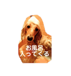 ミニチュアダックスフンドのジェイ君（個別スタンプ：4）