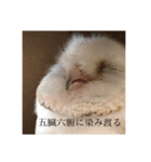 使えるようで使えないメンフクロウスタンプ（個別スタンプ：1）