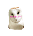 使えるようで使えないメンフクロウスタンプ（個別スタンプ：2）