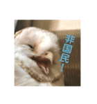 使えるようで使えないメンフクロウスタンプ（個別スタンプ：3）