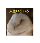 使えるようで使えないメンフクロウスタンプ（個別スタンプ：5）