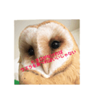 使えるようで使えないメンフクロウスタンプ（個別スタンプ：6）