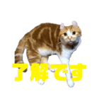 ゴッドマザー家のにゃんこず（個別スタンプ：1）