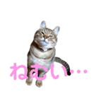 ゴッドマザー家のにゃんこず（個別スタンプ：2）