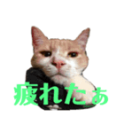 ゴッドマザー家のにゃんこず（個別スタンプ：3）