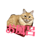 ゴッドマザー家のにゃんこず（個別スタンプ：5）