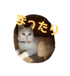 ゴッドマザー家のにゃんこず（個別スタンプ：6）
