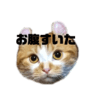 ゴッドマザー家のにゃんこず（個別スタンプ：8）
