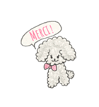 シルバートイプードルのメルシーちゃん（個別スタンプ：1）