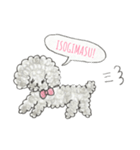 シルバートイプードルのメルシーちゃん（個別スタンプ：5）