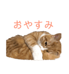 きなこの成長スタンプ（個別スタンプ：8）