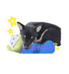 豆柴こてつ（個別スタンプ：3）