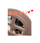 豆柴こてつ（個別スタンプ：5）