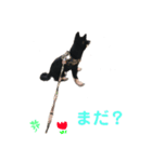 豆柴こてつ（個別スタンプ：6）