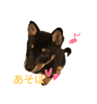 豆柴こてつ（個別スタンプ：8）