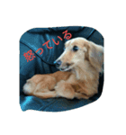 ティアラスタンプ1（個別スタンプ：8）