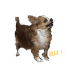 愛犬❤️（個別スタンプ：1）
