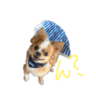 愛犬❤️（個別スタンプ：3）