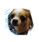 愛犬❤️（個別スタンプ：5）