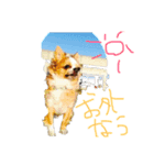 愛犬❤️（個別スタンプ：6）