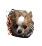 愛犬❤️（個別スタンプ：7）