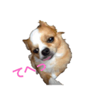 愛犬❤️（個別スタンプ：8）