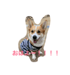 アンちゃんの1日（個別スタンプ：1）