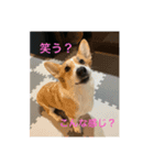 アンちゃんの1日（個別スタンプ：4）