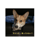 アンちゃんの1日（個別スタンプ：7）