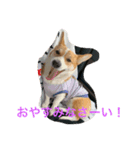 アンちゃんの1日（個別スタンプ：8）
