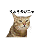 保護猫ミーくんとおともだち《第一弾》（個別スタンプ：1）