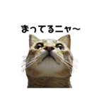 保護猫ミーくんとおともだち《第一弾》（個別スタンプ：2）