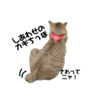 保護猫ミーくんとおともだち《第一弾》（個別スタンプ：3）