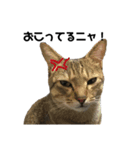保護猫ミーくんとおともだち《第一弾》（個別スタンプ：4）