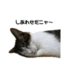 保護猫ミーくんとおともだち《第一弾》（個別スタンプ：7）