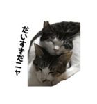 保護猫ミーくんとおともだち《第一弾》（個別スタンプ：8）