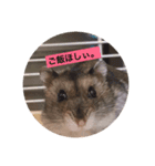 はむずの日常( ˙꒳​˙  )（個別スタンプ：3）