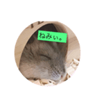 はむずの日常( ˙꒳​˙  )（個別スタンプ：5）