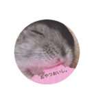 はむずの日常( ˙꒳​˙  )（個別スタンプ：8）