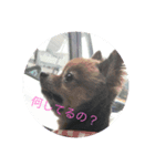 モカとガンちゃん（個別スタンプ：1）