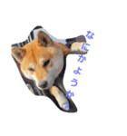 柴犬HELLO☆ダゼ3（個別スタンプ：1）