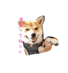柴犬HELLO☆ダゼ3（個別スタンプ：2）